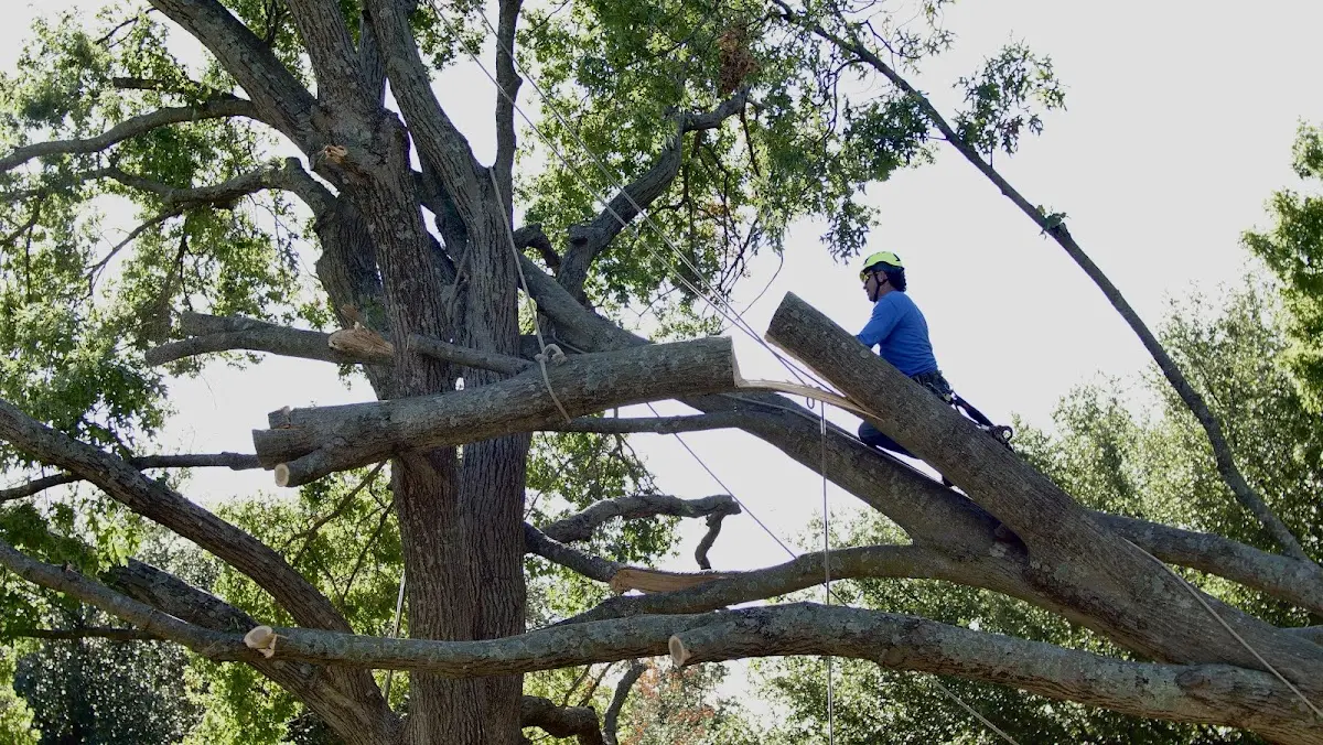 Professional Crown Thinning performed by certified arborists in Cornish